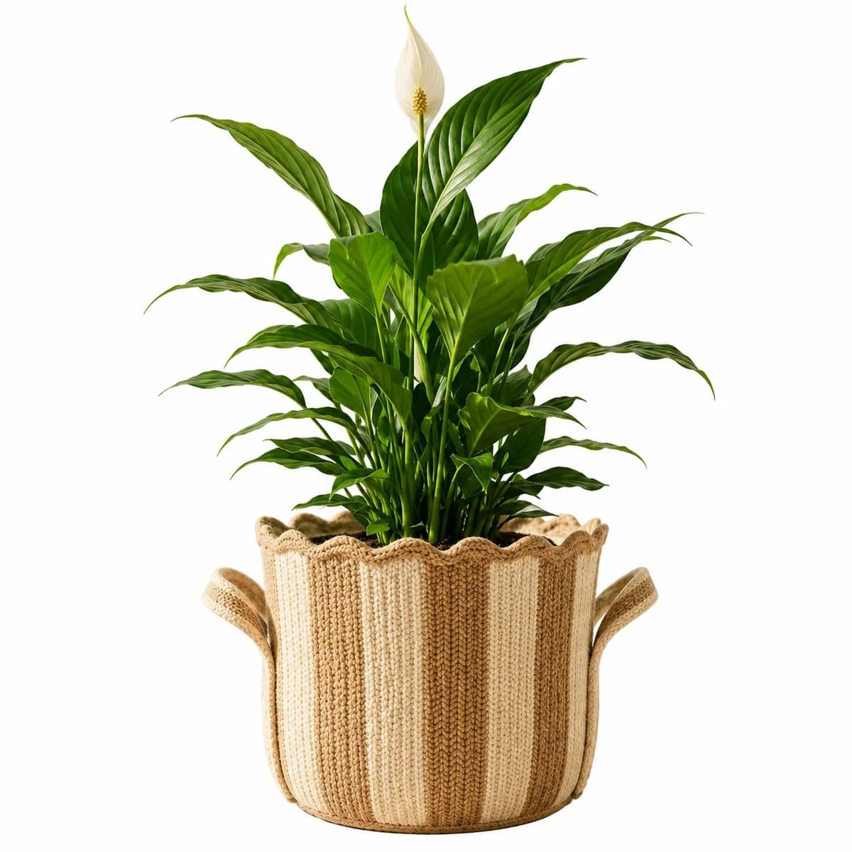 Planter image 2